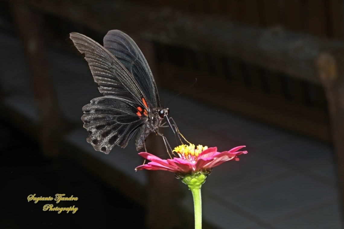 Great Mormon Butterfly, Papilio memnon memnon - male  Geotagged,Great Mormon,Indonesia,Papilio memnon,Summer