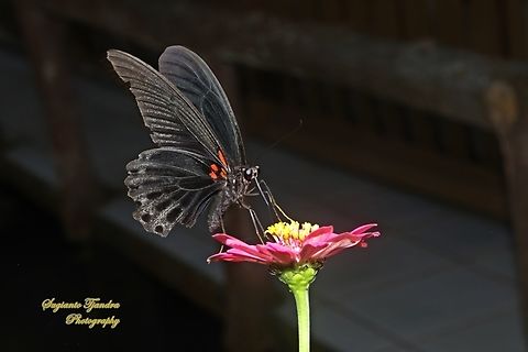 Great Mormon Butterfly, Papilio memnon memnon - male  Geotagged,Great Mormon,Indonesia,Papilio memnon,Summer