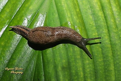 Garden Land Slug  Fall,Geotagged,Indonesia
