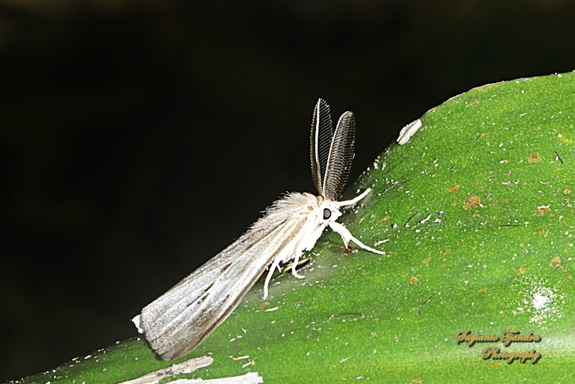 Tussock Moth, Lymantriinae  Geotagged,Indonesia,Summer