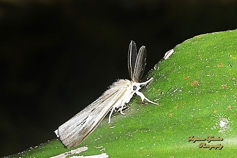 Tussock Moth, Lymantriinae  Geotagged,Indonesia,Summer