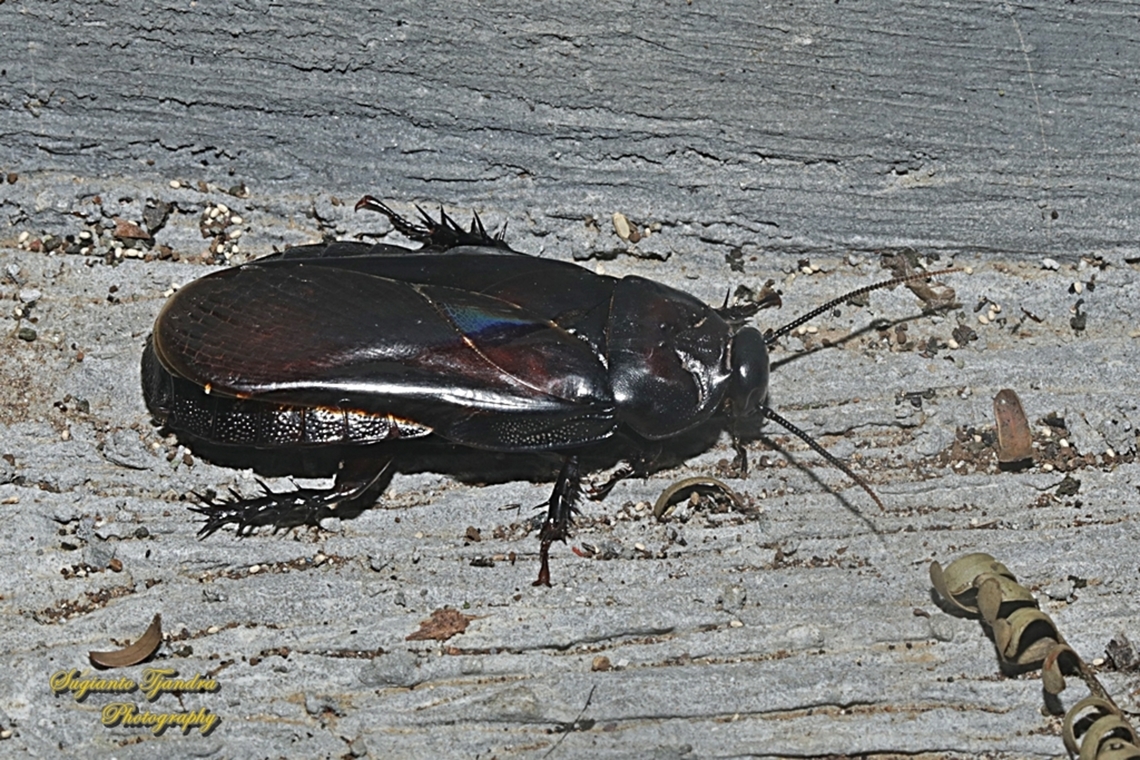 Black Giant Cockroach, subfamily Panesthiinae, family Blaberidae  Geotagged,Indonesia,Summer