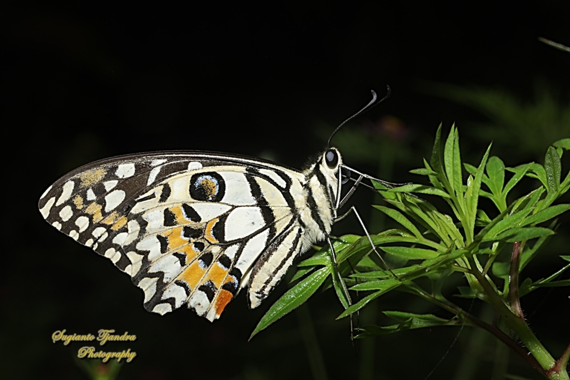 Ekor walet jeruk / Lime Swallowtail butterfly, Papilio demoleus - Lowerside  Fall,Geotagged,Indonesia,Lime Swallowtail,Papilio demoleus