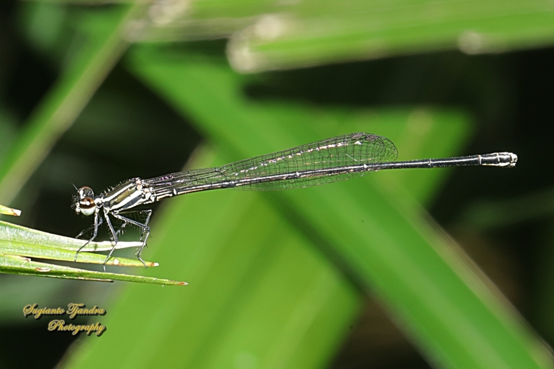 Prodasineura autumnalis  Black Threadtail,Fall,Geotagged,Indonesia,Marsh dancer,Prodasineura autumnalis