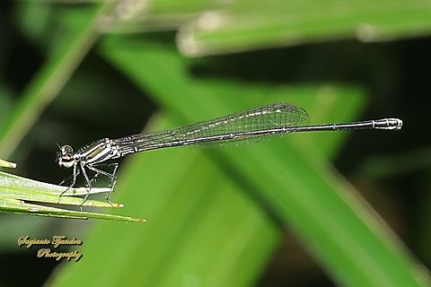 Prodasineura autumnalis  Black Threadtail,Fall,Geotagged,Indonesia,Marsh dancer,Prodasineura autumnalis