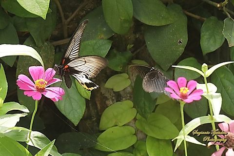Sepasang kupu-kupu Pastur Besar (Great Mormon Butterfly), Papilio memnon memnon f. hiera.  Fall,Geotagged,Great Mormon,Indonesia,Papilio memnon