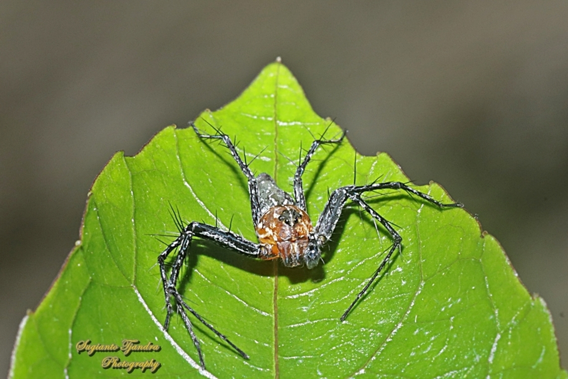 Asian Lynx Spider, Hamadruas sp., family Oxyopidae  Fall,Geotagged,Indonesia