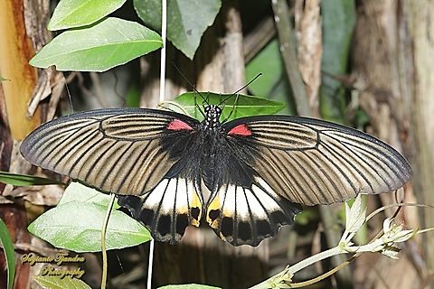 Kupu-kupu Pastur Besar (Great Mormon Butterfly), Papilio memnon memnon f. hiera - female  Fall,Geotagged,Great Mormon,Indonesia,Papilio memnon