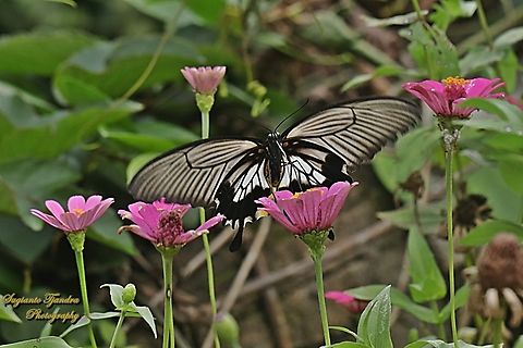 Pastur Besar Ekor Walet / Great Mormon Swallowtail Butterfly, Papilio memnon form-achates, (Papilionidae) - female "sucking nectar" on the Zinnia flower  Fall,Geotagged,Great Mormon,Indonesia,Papilio memnon