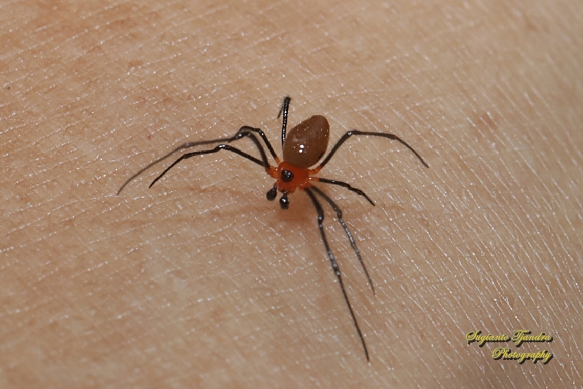 Comb-footed Spider, Chrysso angula - juvenile  Chrysso angula,Fall,Geotagged,Indonesia