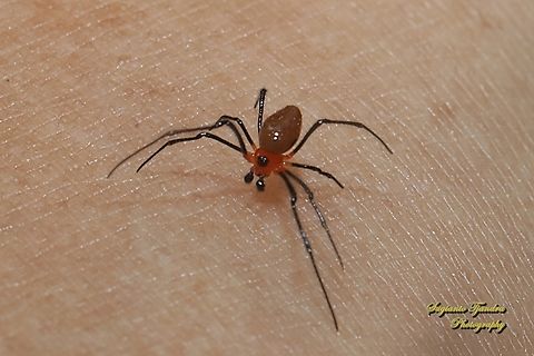 Comb-footed Spider, Chrysso angula - juvenile  Chrysso angula,Fall,Geotagged,Indonesia