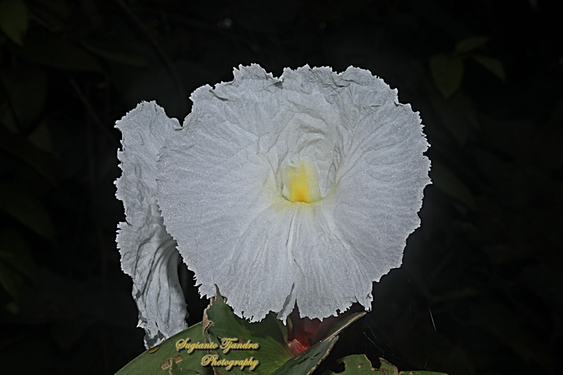 Crepe Ginger flower, Hellenia speciosa, family Costaceae  Geotagged,Hellenia speciosa,Indonesia,Summer