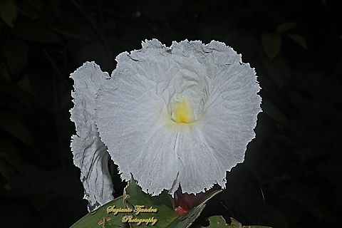 Crepe Ginger flower, Hellenia speciosa, family Costaceae  Geotagged,Hellenia speciosa,Indonesia,Summer
