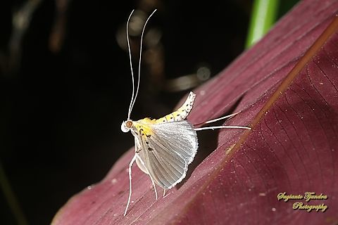 Pearl Moth, Filodes fulvidorsalis, family Crambidae  Fall,Filodes fulvidorsalis,Geotagged,Indonesia
