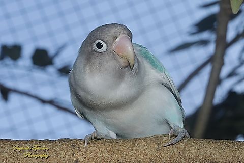 Lovebird, Agapornis Sp., family Psittaculidae  Fall,Geotagged,Indonesia