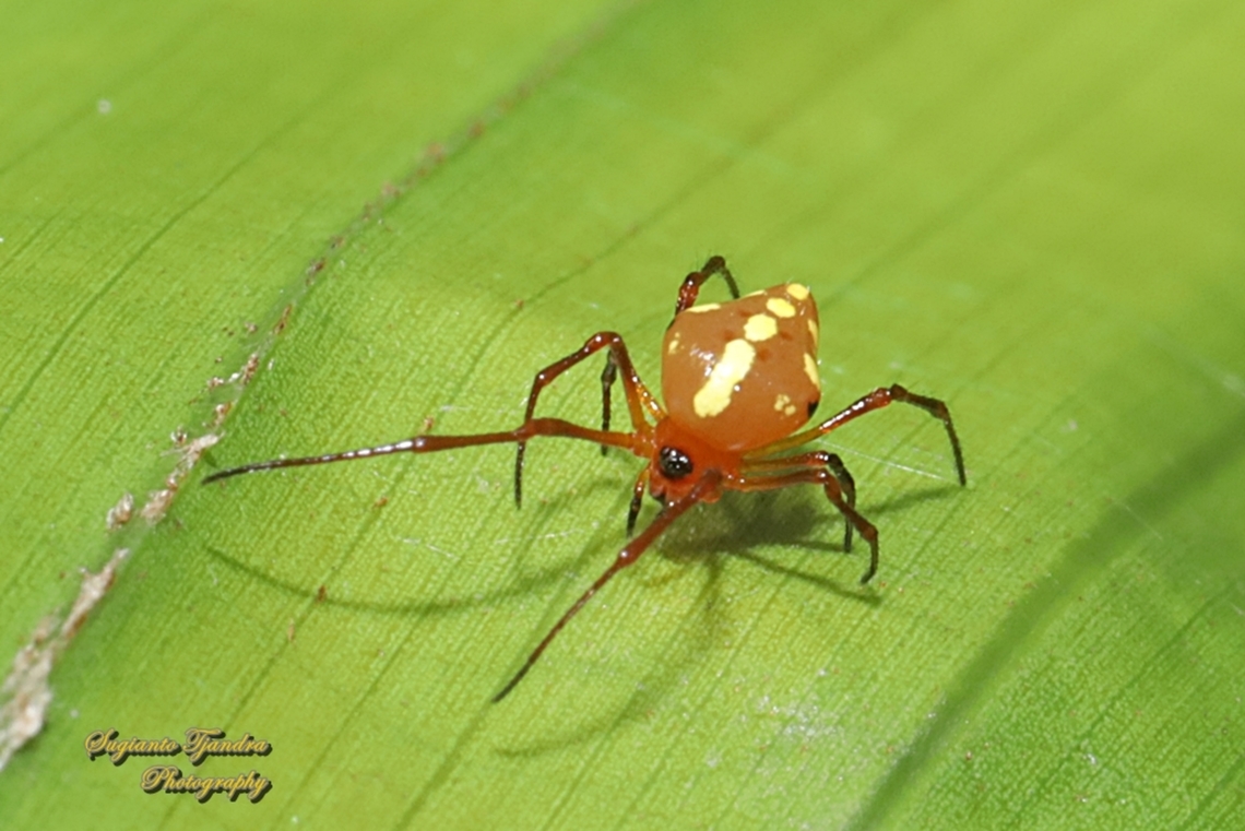 Comb-footed Spider, Chrysso angula - adult  Chrysso angula,Fall,Geotagged,Indonesia
