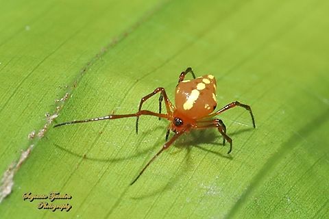 Comb-footed Spider, Chrysso angula - adult  Chrysso angula,Fall,Geotagged,Indonesia