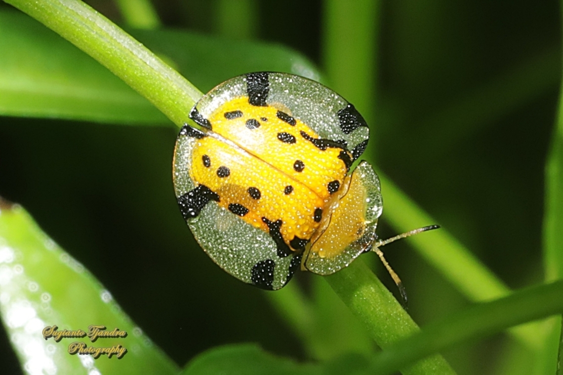 Spotted Tortoise beetle, Aspidomorpha miliaris, family Chrysomelidae  Aspidimorpha miliaris,Fall,Geotagged,Indonesia,Sweetpotato Leaf Beetle