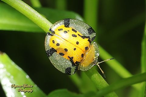 Spotted Tortoise beetle, Aspidomorpha miliaris, family Chrysomelidae  Aspidimorpha miliaris,Fall,Geotagged,Indonesia,Sweetpotato Leaf Beetle