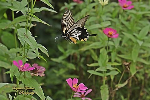Great Mormon Swallowtail Butterfly, Papilio memnon form-achates, (Papilionidae) - female "flying over"  the Zinnia flower  Fall,Geotagged,Great Mormon,Indonesia,Papilio memnon
