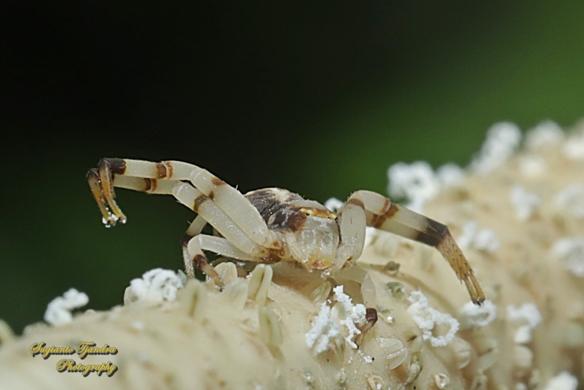 White Crab Spider, family Thomisidae  Fall,Geotagged,Indonesia