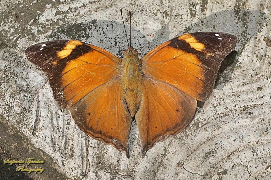 Autumn leaf butterfly, Doleschallia bisaltide  Autumn leaf,Doleschallia bisaltide,Fall,Geotagged,Indonesia