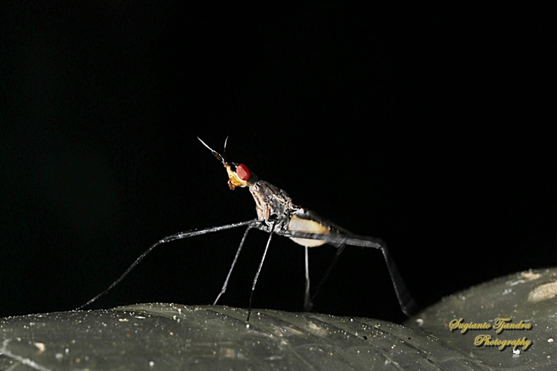 Banana Stalk flies, Telostylinus lineolatus, family Neriidae  Fall,Geotagged,Indonesia,Telostylinus lineolatus