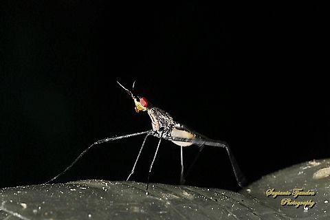 Banana Stalk flies, Telostylinus lineolatus, family Neriidae  Fall,Geotagged,Indonesia,Telostylinus lineolatus
