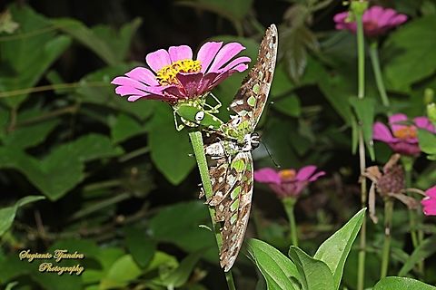 A poor Tailed Jay Butterfly (Graphium agamemnon) was preyed by a predator, Jeweled Flower Mantis (Creobroter gemmatus) which is already waiting for its prey under the Zinnia flower.  Creobroter gemmatus,Fall,Geotagged,Indonesia,Jeweled Flower Mantis