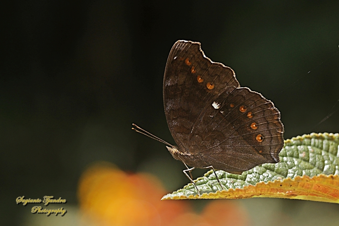 Solek Coklat (Brown pansy butterfly), Junonia hedonia, family Nymphalidae - Lowerside  Brown Pansy,Fall,Geotagged,Indonesia,Junonia hedonia