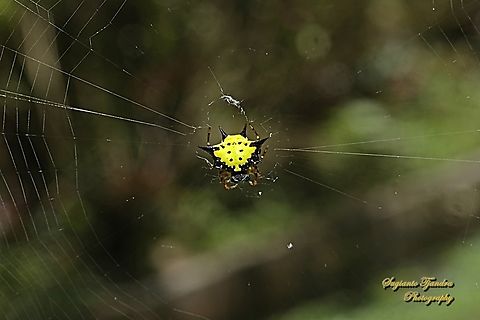 Hasselt's spiny spider, Macracantha haselti, formerly Gasteracantha hasselti, family Araneidae  Fall,Geotagged,Hasselt's Spiny Spider,Indonesia,Macracantha hasselti