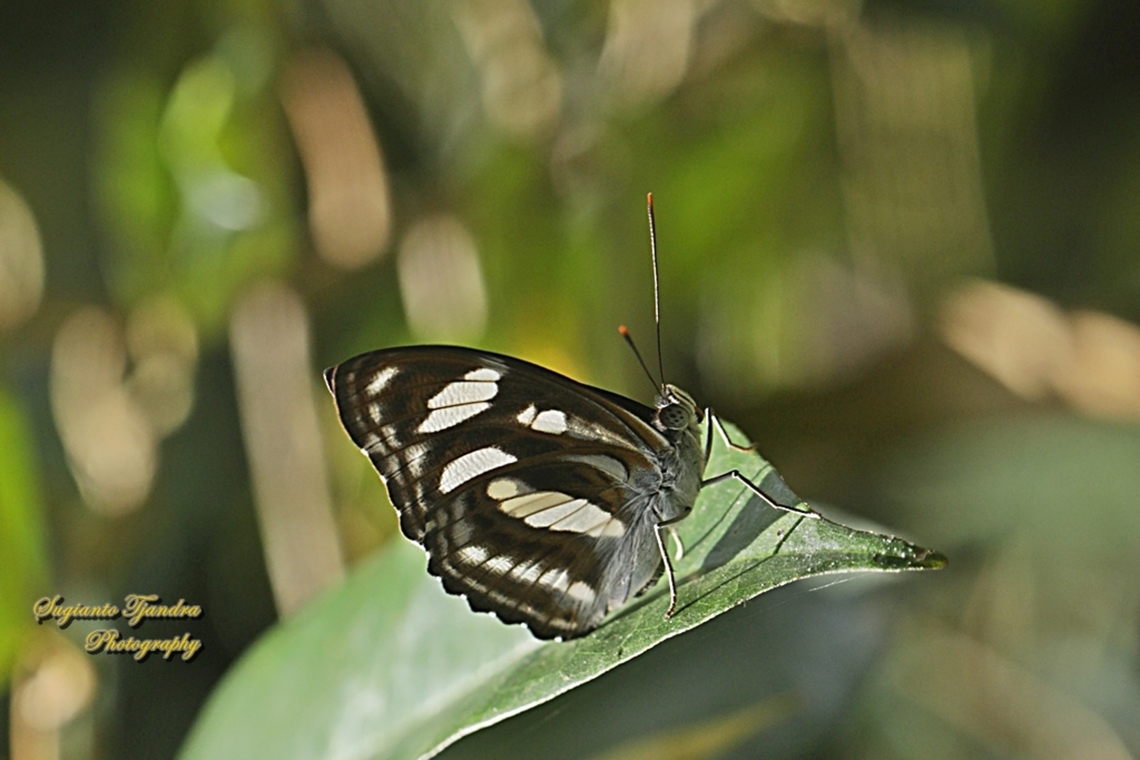 Sersan Warna (Colour Sergeant butterfly), Athyma nefte - Lowerside  Athyma nefte,Colour sergeant,Fall,Geotagged,Indonesia