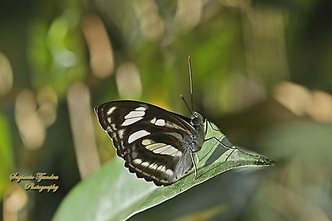 Sersan Warna (Colour Sergeant butterfly), Athyma nefte - Lowerside  Athyma nefte,Colour sergeant,Fall,Geotagged,Indonesia