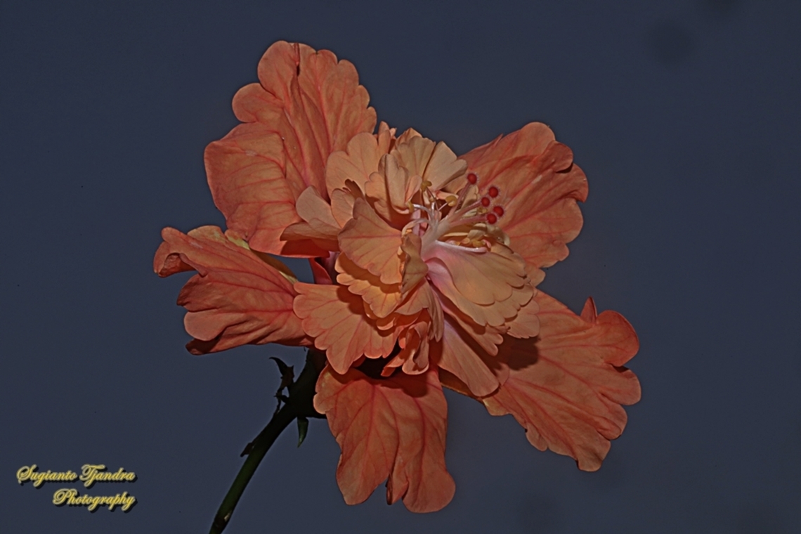 Hibiscus flower (Kembang Sepatu), Hibiscus rosa-sinensis  Chinese hibiscus,Fall,Geotagged,Hibiscus rosa-sinensis,Indonesia