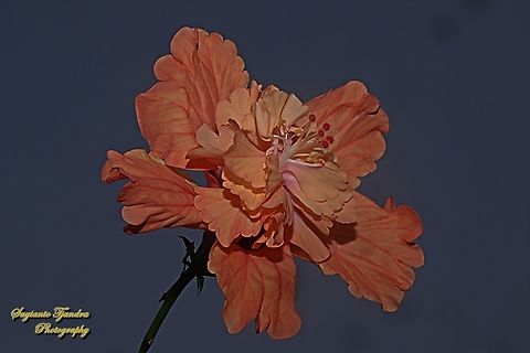 Hibiscus flower (Kembang Sepatu), Hibiscus rosa-sinensis  Chinese hibiscus,Fall,Geotagged,Hibiscus rosa-sinensis,Indonesia