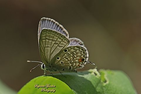 Cupid Polos / Plains Cupid Butterfly, Luthrodes (formerly Chilades) pandava pandava, family Lycaenidae  Fall,Geotagged,Indonesia,Luthrodes pandava,Plains Cupid