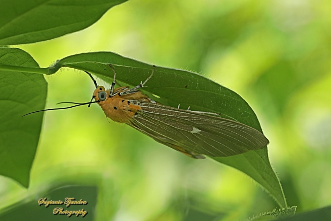 Tropical Tiger Moth, Asota caricae  Asota caricae,Fall,Geotagged,Indonesia,Tropical tiger moth