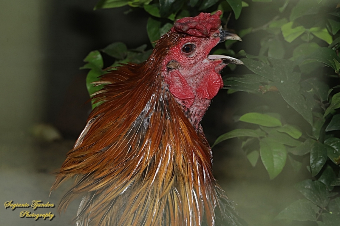 Ayam Ketawa, The long-crowing Chicken  Fall,Geotagged,Indonesia