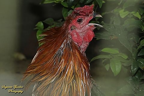 Ayam Ketawa, The long-crowing Chicken  Fall,Geotagged,Indonesia