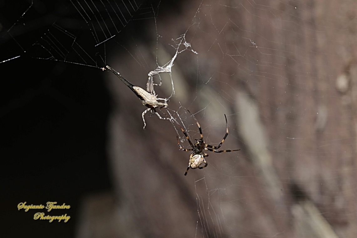 Asian Hermit Spider, Nephilengys malabarensis  with prey  Asian Hermit Spider,Fall,Geotagged,Indonesia,Nephilengys malabarensis