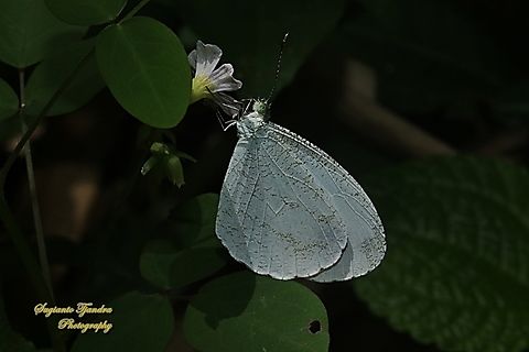 The psyche butterfly, Leptosia nina chlorographa, family Lepidoptera  Fall,Geotagged,Indonesia,Leptosia nina,Psyche