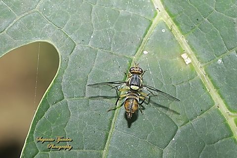 Oriental fruit fly, Bactrocera Dorsalis  Bactrocera dorsalis,Fall,Geotagged,Indonesia,Oriental Fruit Fly