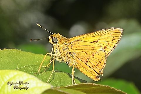 Skipper Butterfly - Yellow Palm Dart, Cephrenes trichopepla  Cephrenes trichopepla,Fall,Geotagged,Indonesia,Yellow palm dart