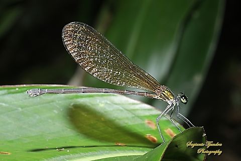 Ebony jewelwing damselfly, Vestalis luctuosa - (Female)  Fall,Geotagged,Indonesia,Nila Flashwing,Vestalis luctuosa
