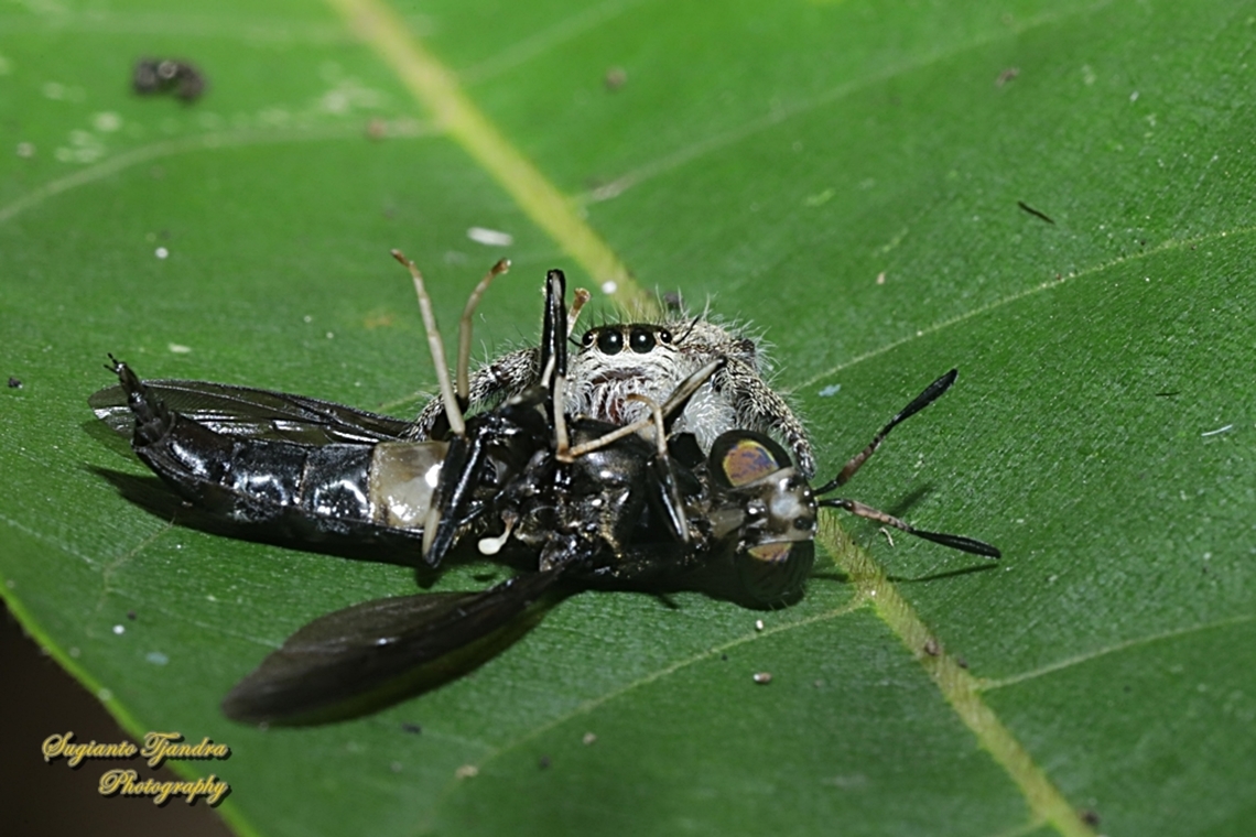 A Black Soldier fly was preyed by a Jumping Spider, Hyllus diardi-female  Fall,Geotagged,Hyllus diardi,Indonesia