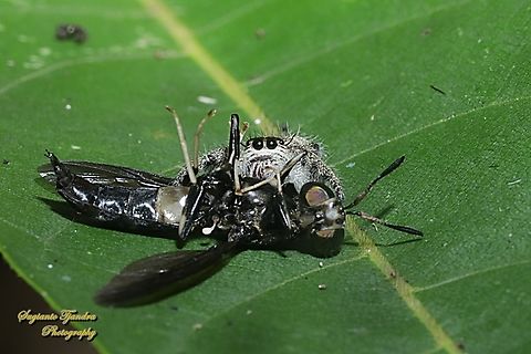 A Black Soldier fly was preyed by a Jumping Spider, Hyllus diardi-female  Fall,Geotagged,Hyllus diardi,Indonesia