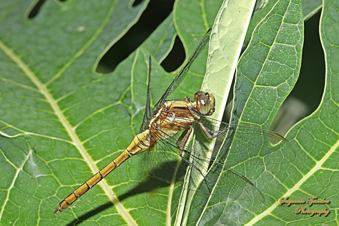 Blue marsh hawk, Orthetrum glaucum-female  Blue Marsh Hawk,Fall,Geotagged,Indonesia,Orthetrum glaucum