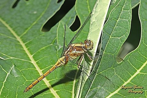 Blue marsh hawk, Orthetrum glaucum-female  Blue Marsh Hawk,Fall,Geotagged,Indonesia,Orthetrum glaucum