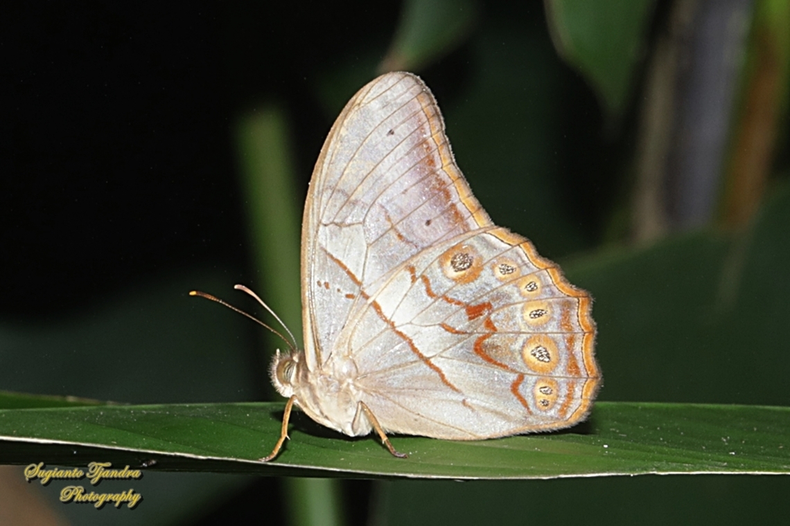 Rimbawan Merah Berpita (Banded Red Forester), Lethe minerva minerva, male  Fall,Geotagged,Indonesia,Lethe minerva
