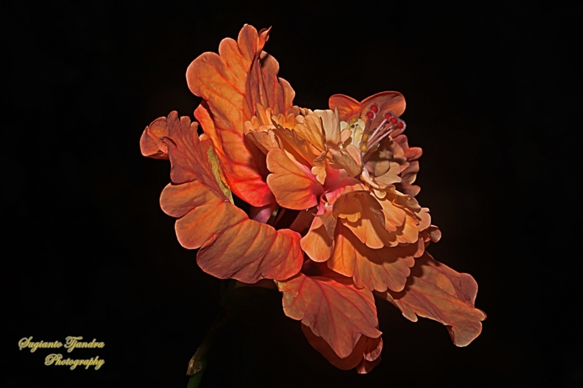 Hibiscus flower (Kembang Sepatu), Hibiscus rosa-sinensis  Chinese hibiscus,Fall,Geotagged,Hibiscus rosa-sinensis,Indonesia